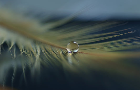 Book Excerpt: Terapeutens håndbok i Emosjonsfokusert terapi